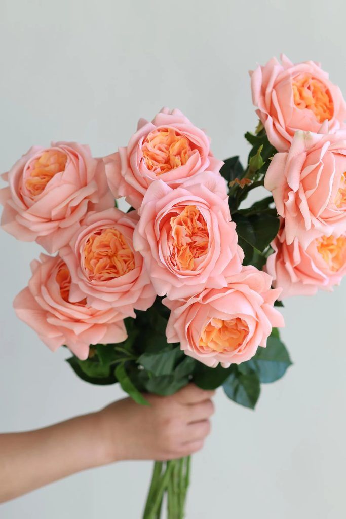 a hand holding a bouquet of peach-colored garden roses by rosemary's garden florals